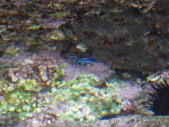 DSCF4694