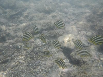 DSCF4891
