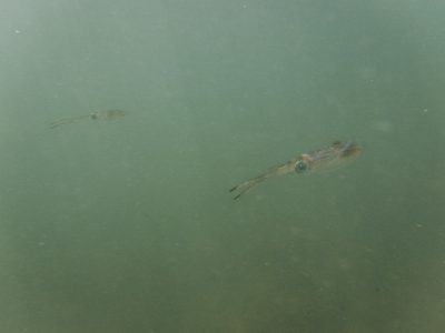 DSCF4931