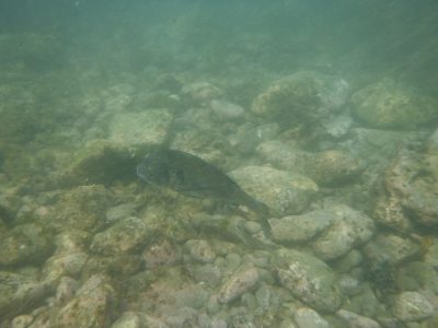 DSCF4994