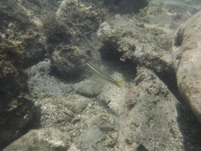 DSCF5269